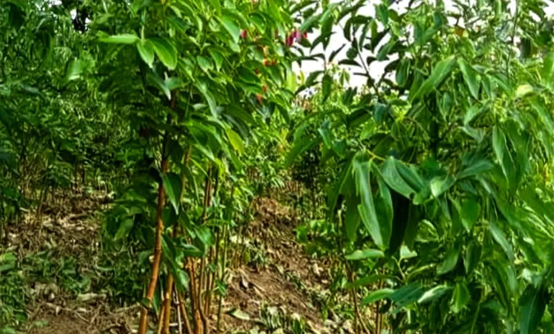 Cinnamon Tree