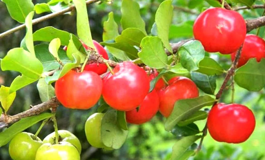 Lovi Tree