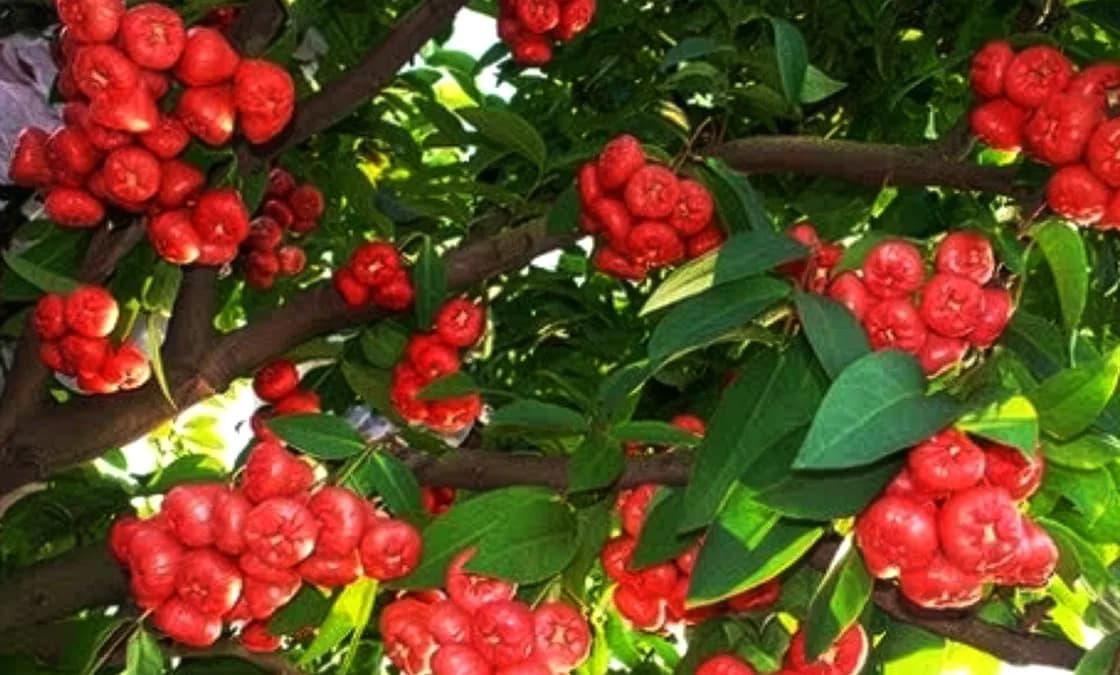 Jambu Tree (Rose Apple)